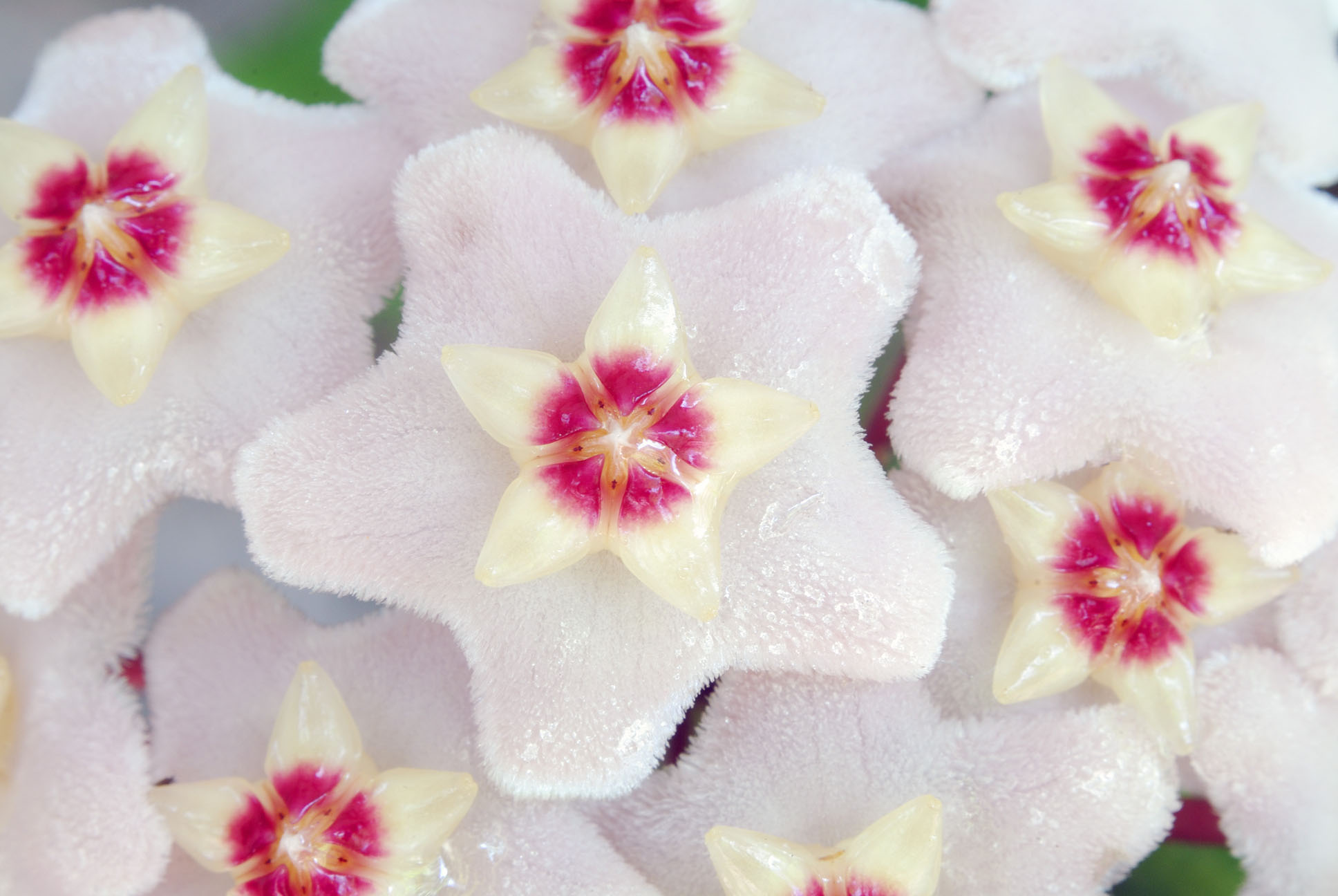 Flor